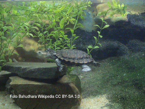 Falsche Spitzkopfschildkröte (Pseudemydura umbrina)