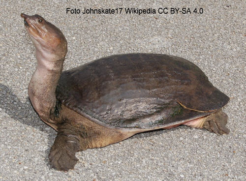 Florida-Weichschildkröte (Apalone ferox)