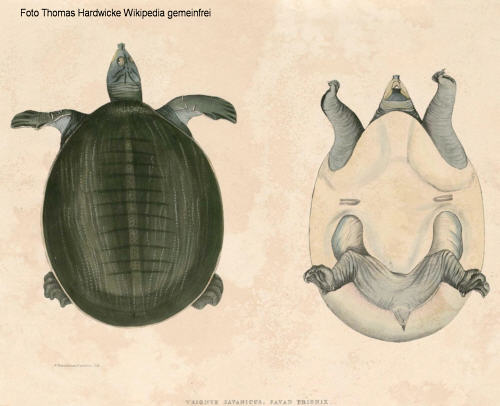Ganges-Weichschildkröte (Nilssonia gangeticus)