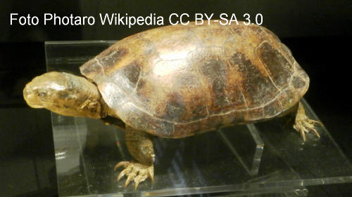 Gelbe Sumpfschildkröte (Cathaiemys mutica)