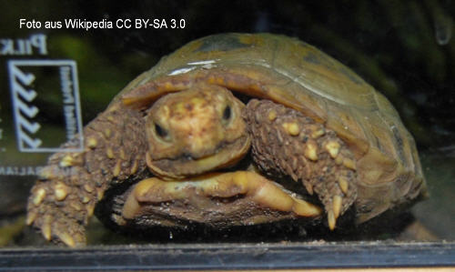 Gelbkopfschildkröte (Indotestudo elongata)