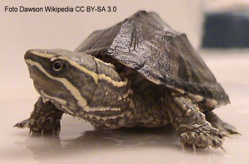 Gewöhnliche Moschusschildkröte (Sternotherus odoratus)