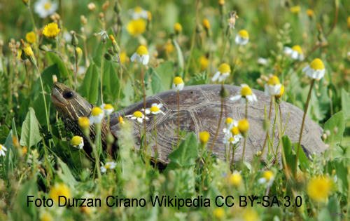 Kaspische Bachschildkröte (Clemmys caspica rivulata)