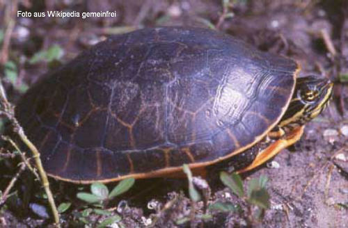 Langhalsschmuckschildkröte (Deirochelys reticularia)