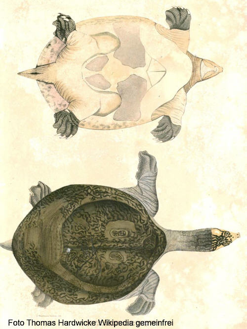 Pfauenaugen-Weichschildkröte (Nilssonia hurum)