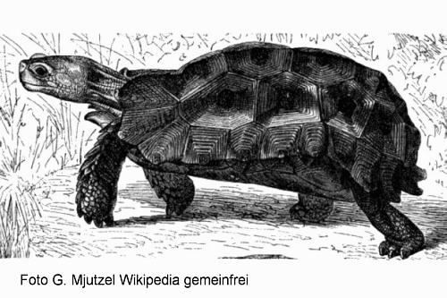 Stachelrand-Gelenkschildkröte (Kinixys erosa)