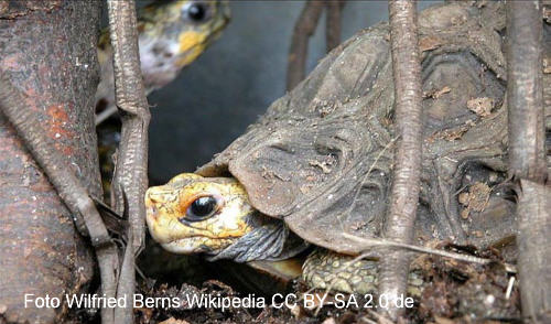 Stutz-Gelenkschildkröte (Kinixys homeana)
