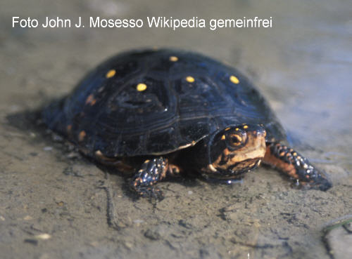 Tropfenschildkröte (Clemmys guttata)