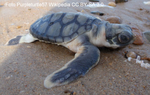 Wallriffschildkröte (Natator depressus)