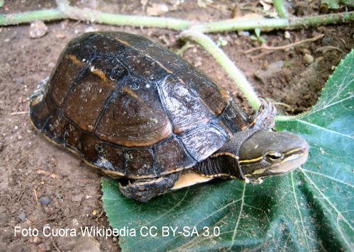 Yunnan-Scharnierschildkröte (Cuora yunnanensis)