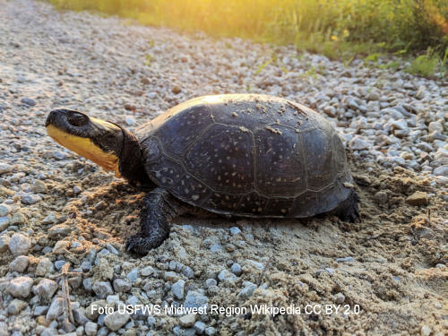 Amerikanische Sumpfschildkrte (Emydoidea blandingii)