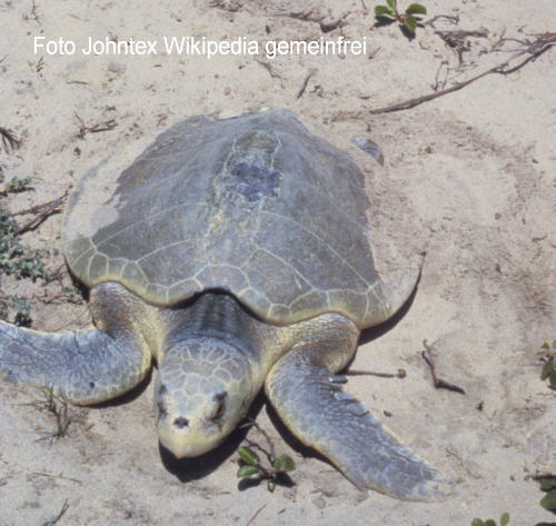 Atlantik-Bastardschildkrte (Lepidochelys kempii)
