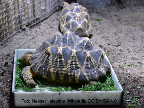Birma-Sternschildkrte (Geochelone platynota)