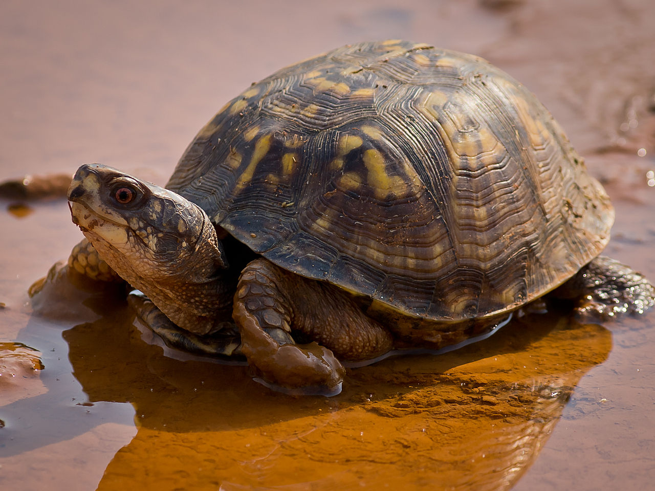 Carolina-Dosenschildkrte (Terrapene carolina)