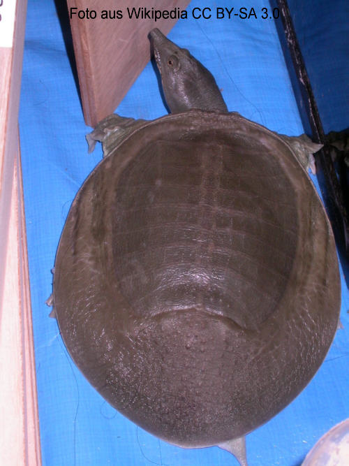 Chinesische Weichschildkrte (Pelodiscus sinensis)