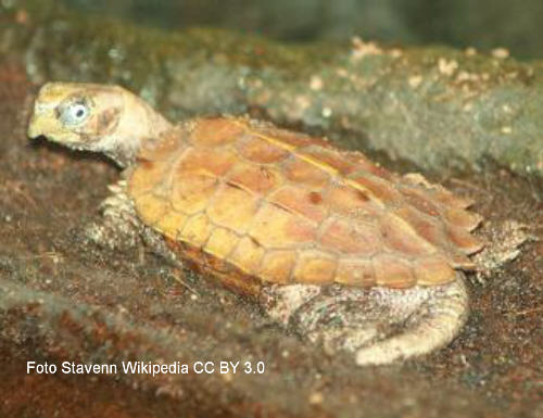 Chinesische Zacken-Erdschildkrte (Geoemyda spengleri)