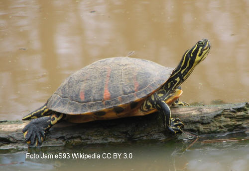 Florida-Rotbauch-Schmuckschildkrte (Pseudemys nelsoni)