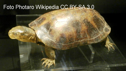Gelbe Sumpfschildkrte (Cathaiemys mutica)