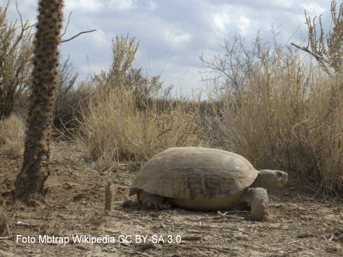 Gelbrand-Gopherschildkrte (Gopherus flavomarginatus)