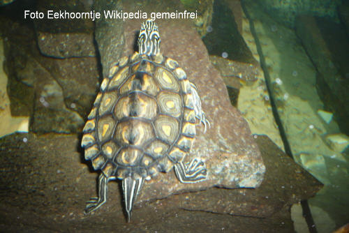 Gelbtupfen-Hckerschildkrte (Graptemys flavimaculata)