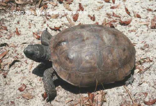 Georgia-Gopherschildkrte (Gopherus polyphemus)