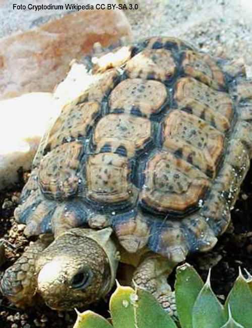 Gesgte Flachschildkrte (Homopus signatus)