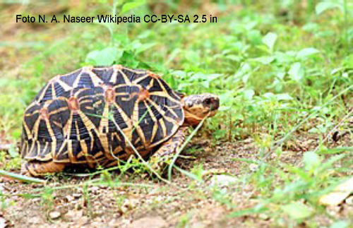 Indische Sternschildkrte (Geochelone elegans)