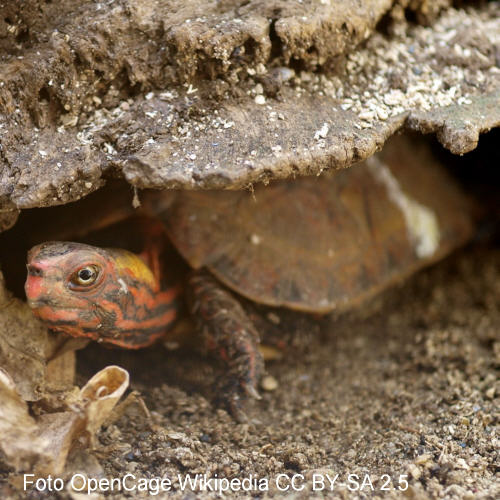 Japanische Zacken-Erdschildkrte (Geoemyda japonica)