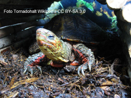 Lederschildkrte (Dermochelys coriacea)