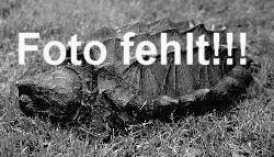 Sporn-Flachschildkrte (Homopus femoralis)