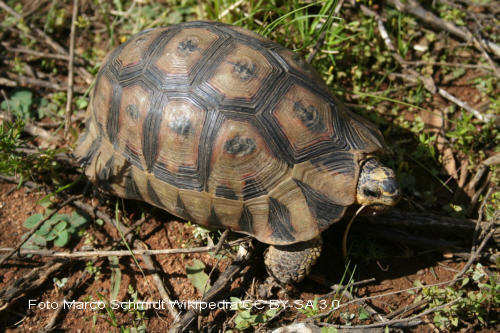 Afrikanische Schnabelbrustschildkrte