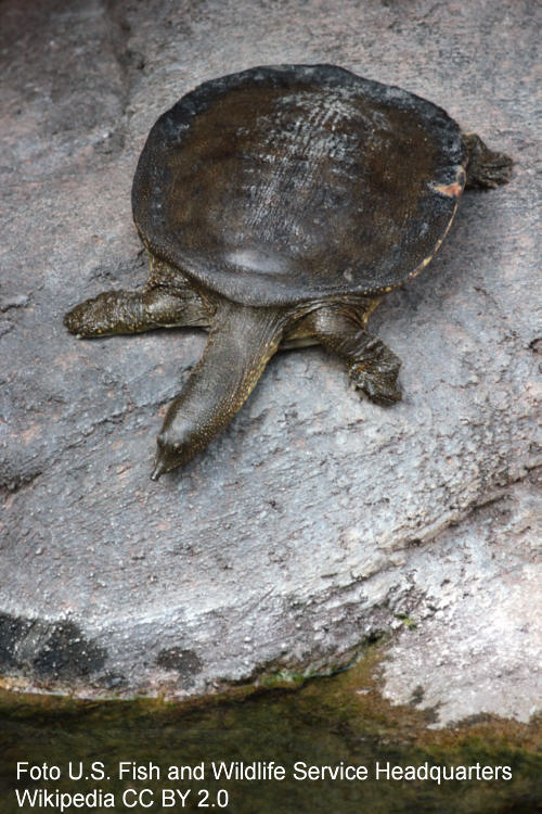 Afrikanische Weichschildkrte (Trionyx triunguis)