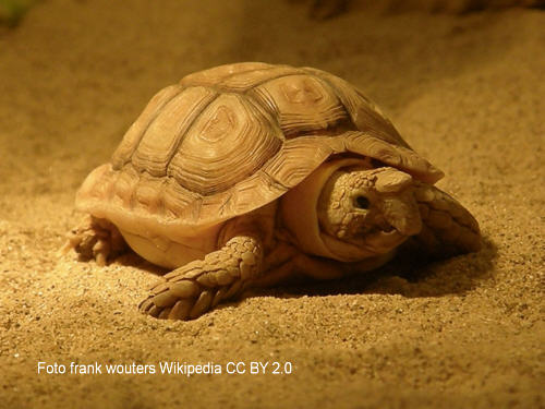 Areolen-Flachschildkrte (Homopus areolatus)