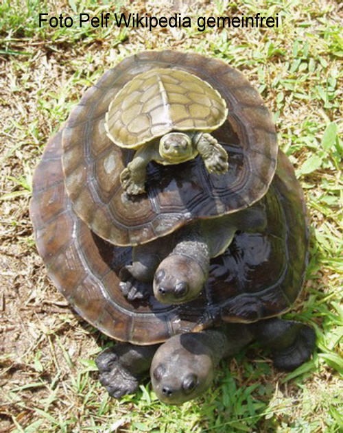 Batagur-Schildkrte