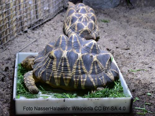 Birma-Sternschildkröte (Geochelone platynota)