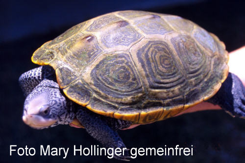 Diamantschildkröte (Malaclemys terrapin)
