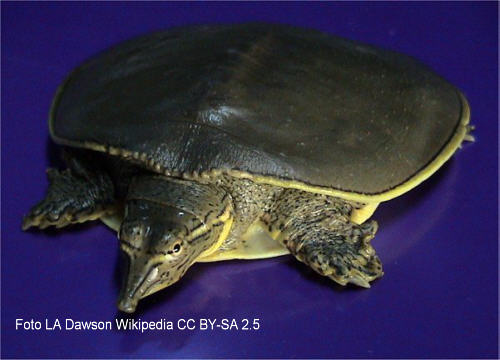 Dornrand-Weichschildkrte (Apalone spinifera)