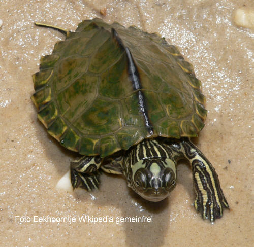 Escambia-Hckerschildkrte (Graptemys ernsti)