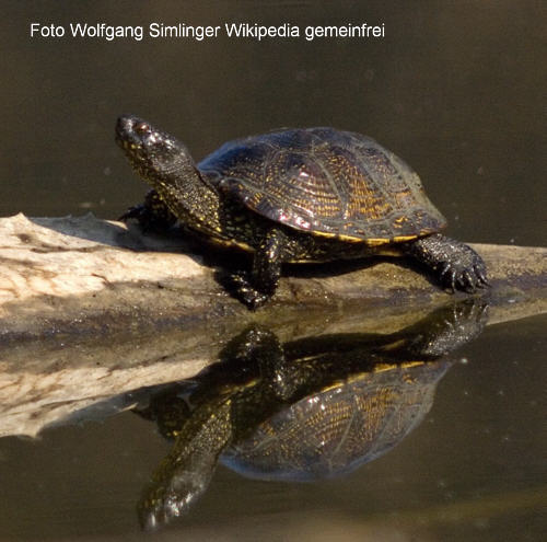 Europische Sumpfschildkrte