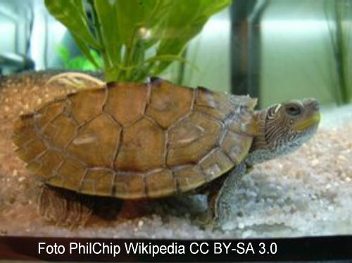 Falsche Landkarten-Hckerschildkrte (Graptemys pseudogeographica pseudogeographica)