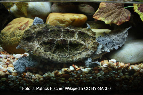 Fransenschildkröte (Chelus fimbriatus)