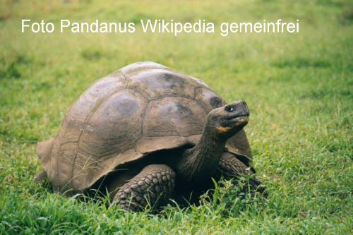 Galpagos-Riesenschildkrte (Chelonoidis nigra)