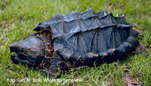 Geierschildkrte (Macrochelys temminckii)