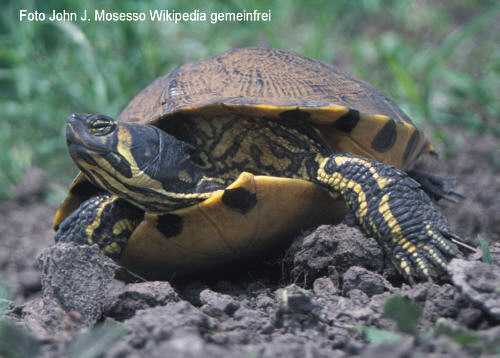 Gelbbauch-Schmuckschildkrte (Trachemys scripta scripta)