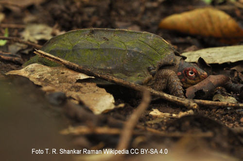 Gelbkopf-Erdschildkröte (Vijayachelys silvatica)