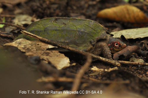 Gelbkopf-Erdschildkrte (Vijayachelys silvatica)