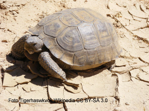 Kalifornische Gopherschildkrte (Gopherus agassizii)