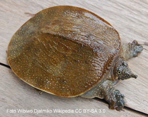 Knorpel-Weichschildkröte (Trionychidae)