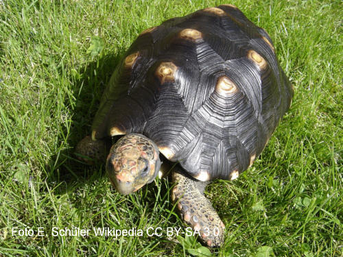 Khlerschildkrte (Chelonoidis carbonaria)