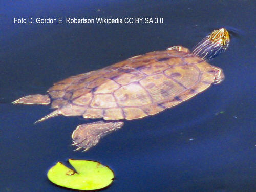 Landkarten-Hckerschildkrte (Graptemys geographica)